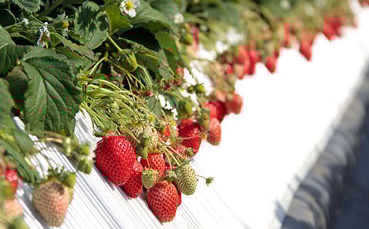 ＜先行予約＞福島県 伊達市産 いちご  （とちおとめ3L～Lサイズ）4パック F20C-133