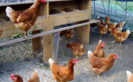 平飼い卵 とれたて発送「御幸卵（ごこうらん）」36玉入り 伊達市 福島県 国産 養鶏場直送 卵 たまご 玉子 生卵 鶏卵  　　 ゆで卵 たまご焼き 目玉焼き 朝食 タマゴ 食品 F20C-619