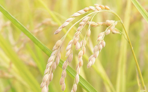 2025年産米 さいとう農園が作った天のつぶ 精米10kg 白米 【先行予約】2025年10月中旬から順次発送 ご飯 ごはん ライス 伊達市 F21C-168