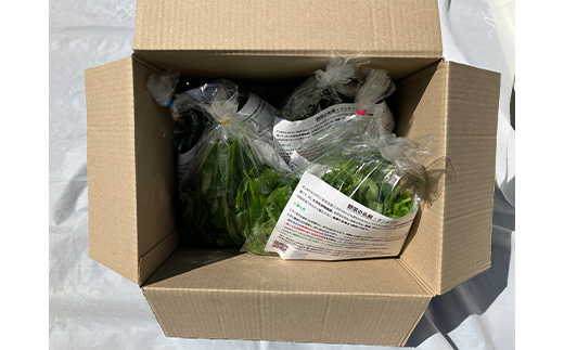 ツルムラサキの仲間のネバネバ野菜！ミネラル豊富なゲンキナ（R）（オカワカメ） 1kg F20C-948