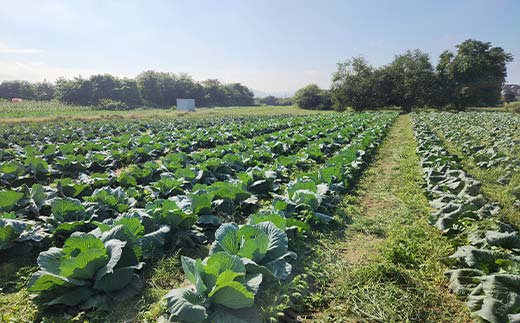 甘い柔らかい！冬採りキャベツ！ 4玉 (約5kg) F21C-117