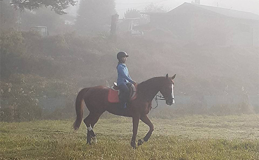自然の中で馬とふれあう 伊達市で乗馬体験＆エサやり体験【60分】 馬 うま 乗馬 初心者 自然 体験 F21C-245