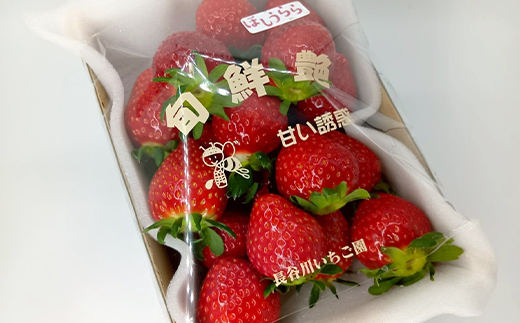 完熟いちご ほしうらら 約600g いちご イチゴ 苺 デザート フルーツ 果物 くだもの 果実 食品 F21C-298