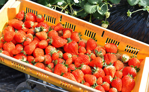 ＜先行予約＞福島県 伊達市産 いちご  （とちおとめ3L～Lサイズ）4パック F20C-133