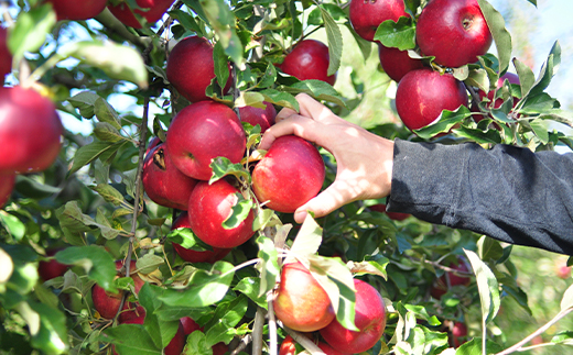 【先行予約】 「蜜紅玉」のりんごジュース 1L×2本 リンゴ りんごジュース りんご 林檎 ジュース 果汁飲料 飲料 F20C-350