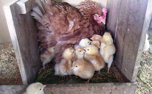 平飼い卵 とれたて発送「御幸卵（ごこうらん）」36玉入り 伊達市 福島県 国産 養鶏場直送 卵 たまご 玉子 生卵 鶏卵  　　 ゆで卵 たまご焼き 目玉焼き 朝食 タマゴ 食品 F20C-619