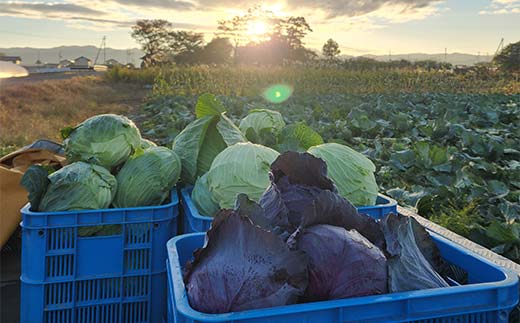 甘い柔らかい！冬採りキャベツ！ 4玉 (約5kg) F21C-117