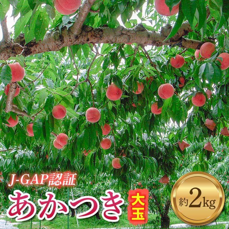 【2026年出荷分先行予約】福島県産 あかつき 約2kg (6玉入り) 伊達農園 JGAP認証 伊達の桃 桃 フルーツ 果物 もも モモ momo F20C-587