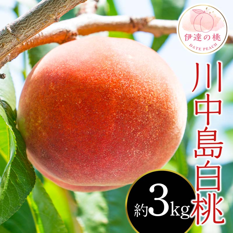 【2026年出荷分先行予約】福島県産 川中島白桃 約3㎏ (9～12玉) 斎藤 常昭 新鮮もも直送 白桃 大玉 伊達の桃 桃 フルーツ 果物 もも モモ momo F20C-606