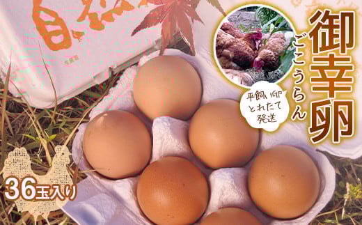 平飼い卵 とれたて発送「御幸卵（ごこうらん）」36玉入り 伊達市 福島県 国産 養鶏場直送 卵 たまご 玉子 生卵 鶏卵  　　 ゆで卵 たまご焼き 目玉焼き 朝食 タマゴ 食品 F20C-619