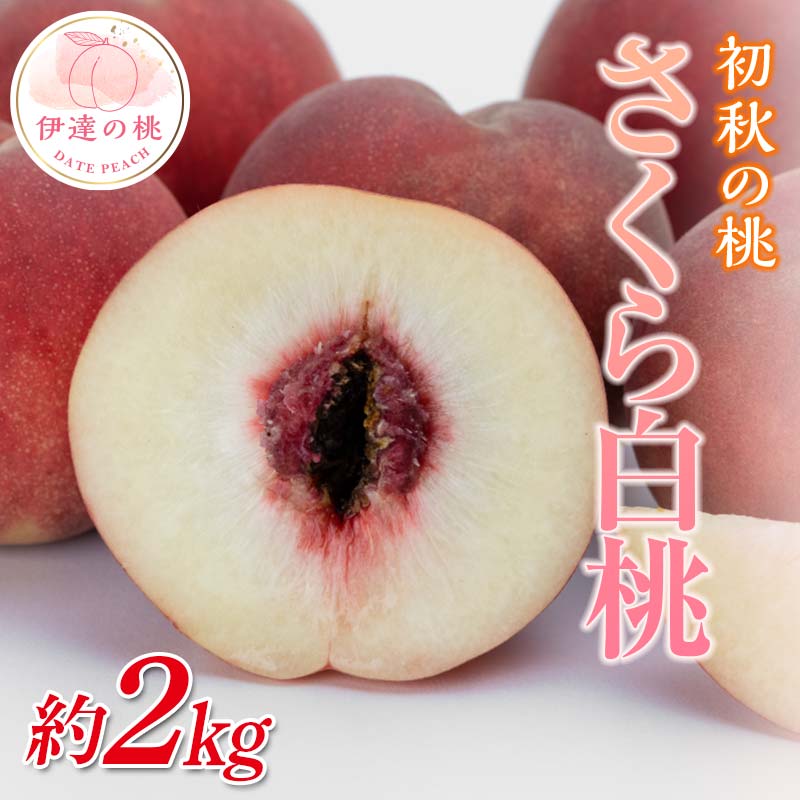 【2026年出荷分先行予約】福島県産 さくら白桃 約2kg (5～8玉) 斎藤果樹園 大玉 固め 白桃 伊達の桃 桃 フルーツ 果物 もも モモ momo F20C-636