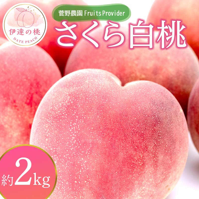 【2026年出荷分先行予約】福島県産 さくら白桃 約2kg (4～7玉) 菅野農園FruitsProvider 大玉 固め 白桃 伊達の桃 フルーツ 果物 もも モモ momo F20C-639
