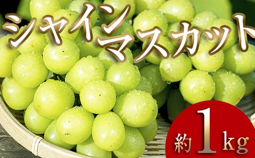 ＜2026年秋発送分先行予約＞大人気！復活！伊達市産 シャインマスカット 約1kg (2～3房)フルーツ 果物 ぶどう マスカット デザート 福島県 伊達市  F20C-655 約1kg