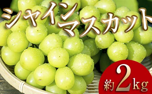 ＜2026年秋発送分先行予約＞大人気！復活！伊達市産 シャインマスカット約2kg (3～4房)フルーツ 果物 ぶどう マスカット デザート 福島県 伊達市  F20C-658 約2kg