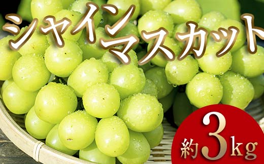 ＜2026年秋発送分先行予約＞大人気！たくさん届く 伊達市産 シャインマスカット 約3kg (3～6房)フルーツ 果物 ぶどう マスカット デザート 福島県 伊達市  F20C-659 約3kg