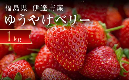 ＜2026年発送＞＜限定＞新品種のいちご 福島県 オリジナル品種「ゆうやけベリー」約1kg（250g×4パック）イチゴ 苺 フルーツ 果物 伊達市 F20C-678