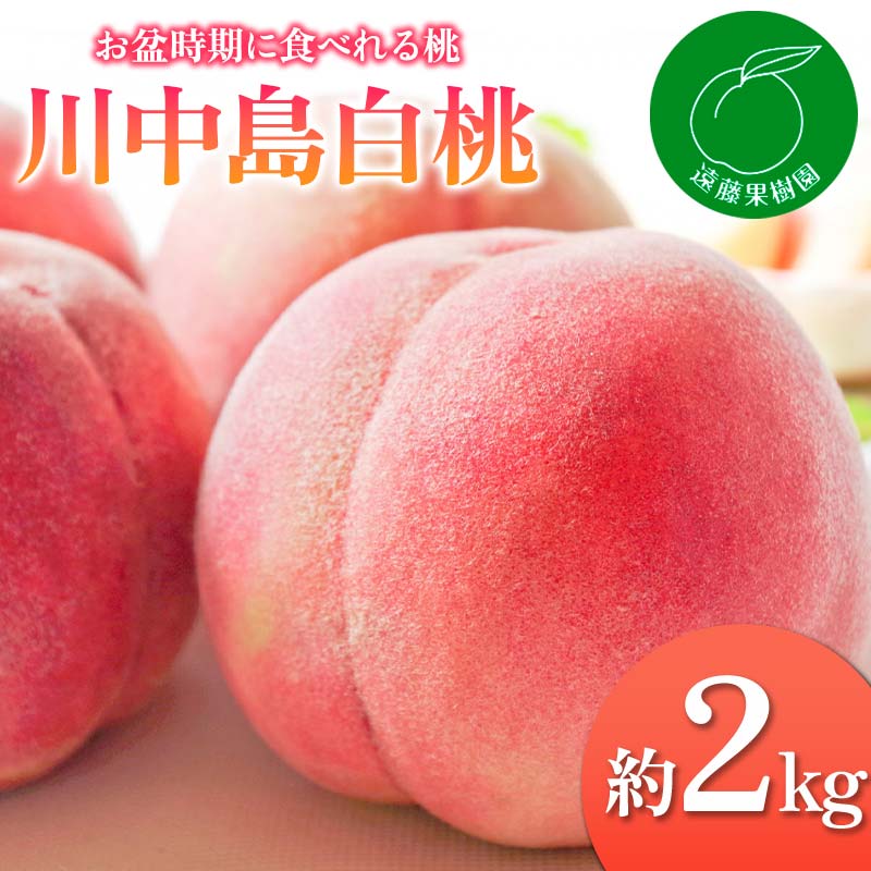 【2026年出荷分先行予約】福島県産 川中島白桃 約2kg (5～9玉) 遠藤果樹園 白桃 大玉 伊達の桃 桃 フルーツ 果物 もも モモ momo F20C-831