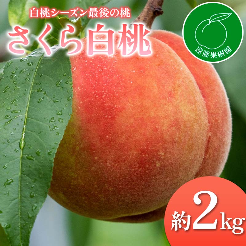 【2026年出荷分先行予約】福島県産 さくら白桃 約2kg (5～9玉) 遠藤果樹園 大玉 固め 白桃 伊達の桃 桃 フルーツ 果物 もも モモ momo F20C-833