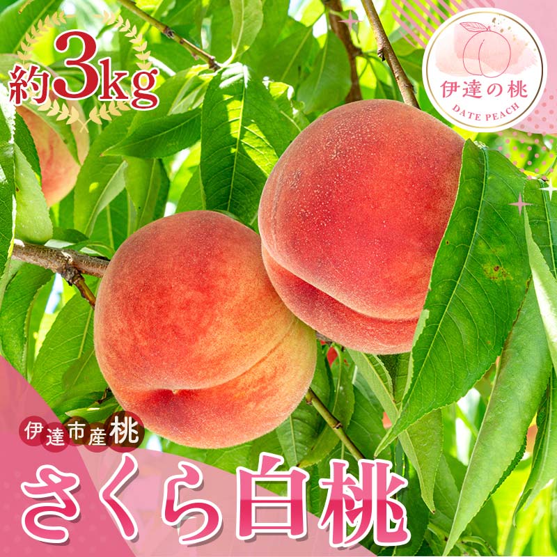 【2026年出荷分先行予約】福島県産 さくら白桃 約3kg (6～12玉) サトー農園 大玉 固め 白桃 伊達の桃 桃 フルーツ 果物 もも モモ momo F20C-837 約3kg