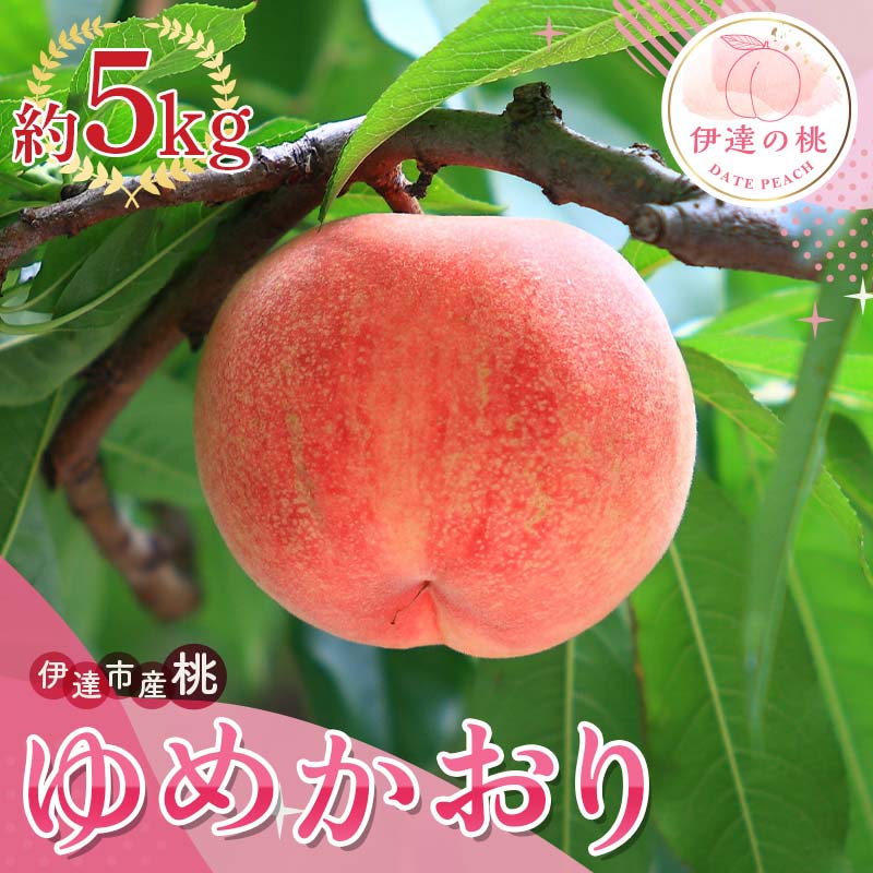 【2026年出荷分先行予約】福島県産 ゆめかおり 約5kg (8～18玉) サトー農園 新品種 超大玉 大玉 固め 伊達の桃 桃 フルーツ 果物 もも モモ momo F20C-838 約5kg
