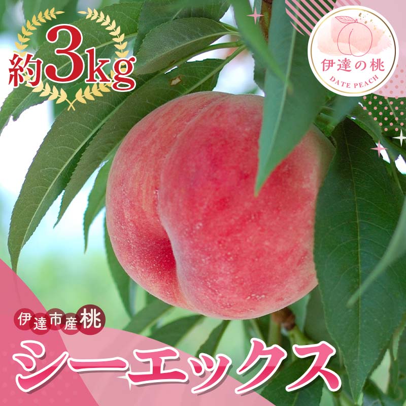 【2026年出荷分先行予約】福島県産 シーエックス 約3kg (6～12玉) サトー農園 大玉 固め 伊達の桃 桃 フルーツ 果物 もも モモ momo F21C-228 3kg