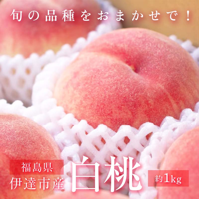 【2026年出荷分先行予約】福島県産 どれが届くかお楽しみ白桃 約1kg (3～6玉) 農業生産法人種まきうさぎ株式会社 旬の桃 伊達市産 伊達の桃 フルーツ 果物 もも モモ momo F20C-946