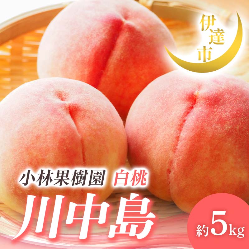 【2026年出荷分先行予約】福島県産 川中島白桃 約5kg (14～20玉) 小林果樹園 伊達の桃 桃 フルーツ 果物 もも モモ momo F21C-009 約5kg