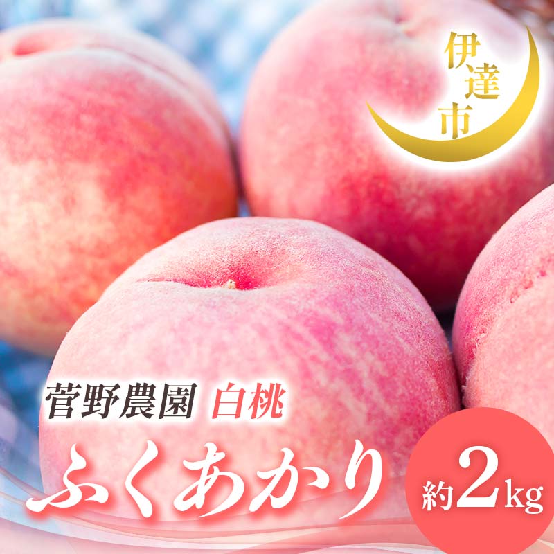 【2026年出荷分先行予約】福島県産 ふくあかり 約2kg (5～9玉) 菅野農園FruitsProvider 贈り物 贈答 ギフト 伊達の桃 桃 フルーツ 果物 もも モモ momo F21C-012