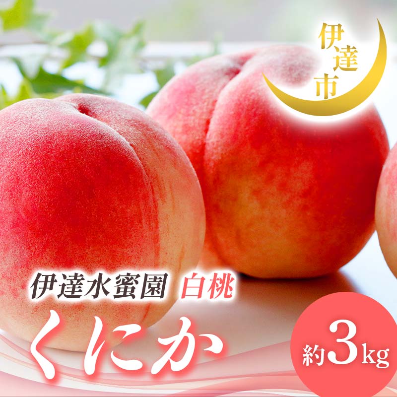 【2026年出荷分先行予約】福島県産 くにか 約3kg (9～16玉) 有限会社伊達水蜜園 白桃 大玉 伊達の桃 桃 フルーツ 果物 もも モモ momo F21C-015