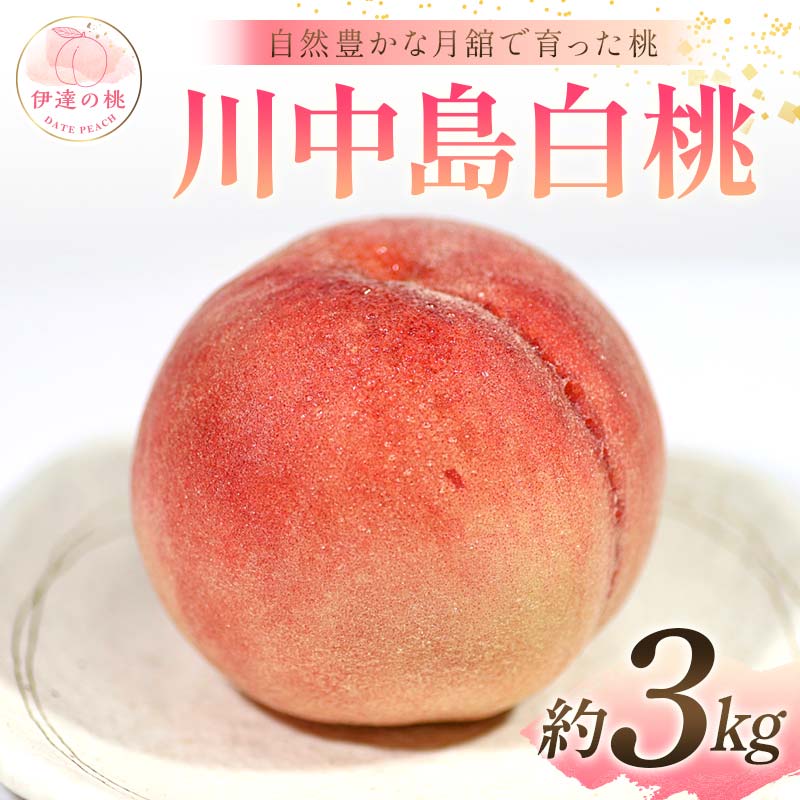 【2026年出荷分先行予約】福島県産 川中島白桃 約3kg (8～12玉) 森果樹園 自然豊かな月舘で育った桃 伊達の桃 桃 フルーツ 果物 もも モモ momo F21C-057 約3kg