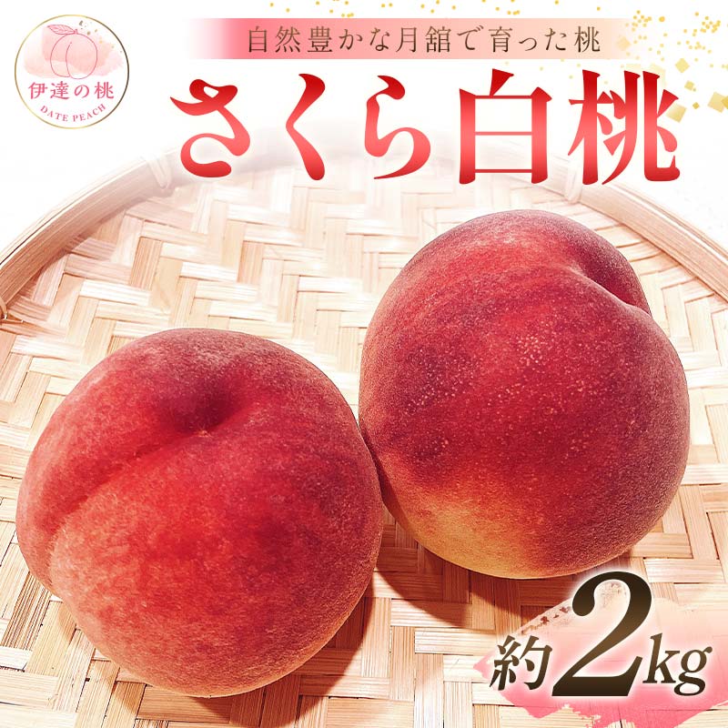 【2026年出荷分先行予約】福島県産 さくら白桃 約2kg (5～8玉) 森果樹園 自然豊かな月舘で育った桃 伊達の桃 桃 フルーツ 果物 もも モモ momo F21C-062 約2kg