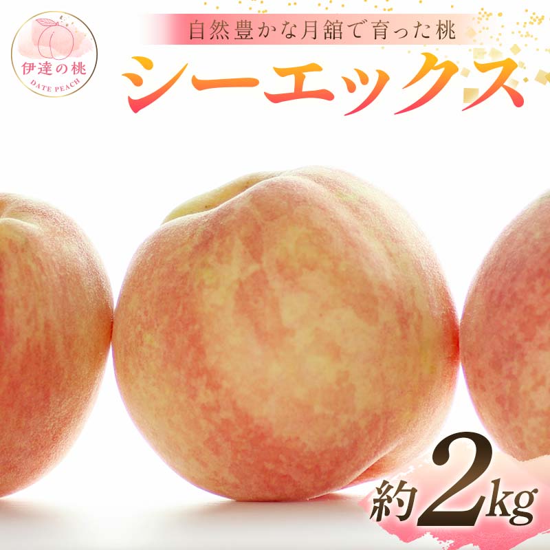 【2026年出荷分先行予約】福島県産 シーエックス 約2kg (5～8玉) 森果樹園 自然豊かな月舘で育った桃 伊達の桃 桃 フルーツ 果物 もも モモ momo F21C-230 約2kg