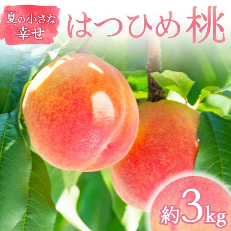 【2026年出荷分先行予約】福島県産 はつひめ 約3kg (9～12玉) 福島の桃農家ペシェエラ 夏の小さな幸せ 伊達の桃 桃 フルーツ 果物 もも モモ momo F21C-068