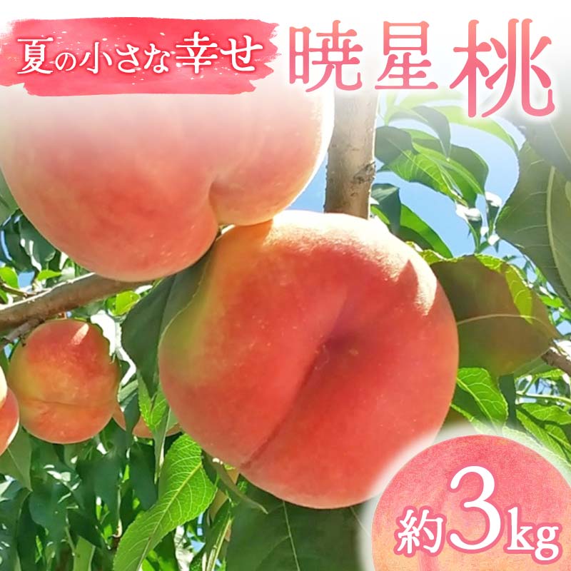 【2026年出荷分先行予約】福島県産 暁星 約3kg (9～12玉) 福島の桃農家ペシェエラ 夏の小さな幸せ 伊達の桃 桃 フルーツ 果物 もも モモ momo  F21C-070
