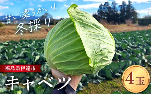 甘い柔らかい！冬採りキャベツ！ 4玉 (約5kg) F21C-117