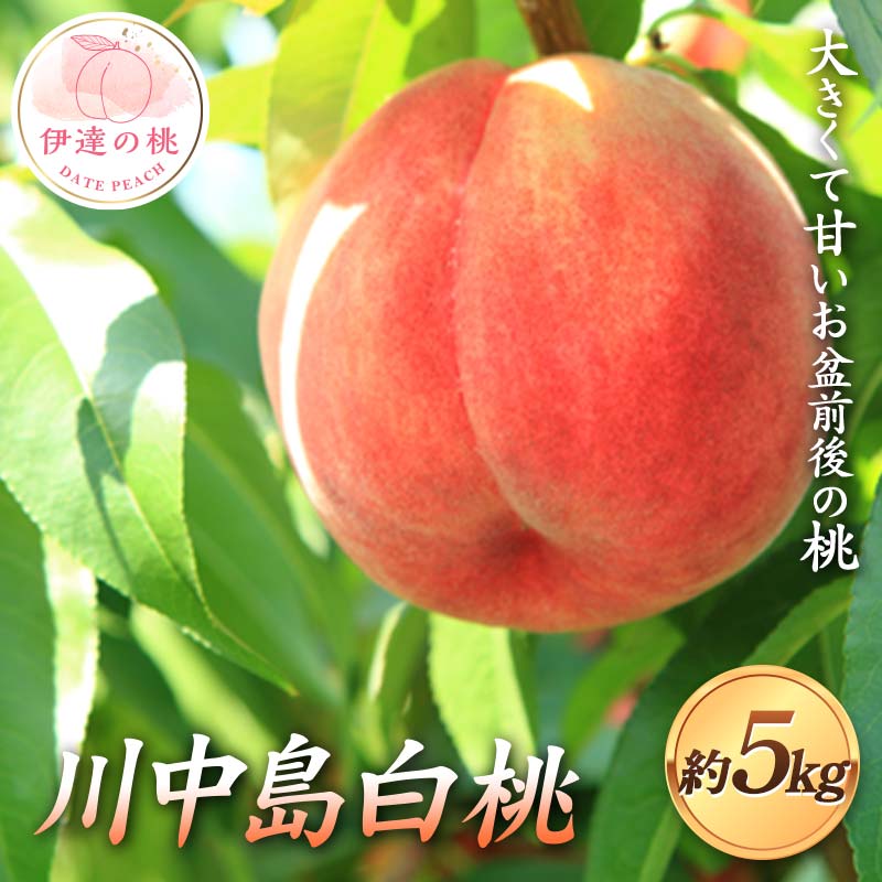 【2026年出荷分先行予約】福島県産 川中島白桃 約5kg (13～16玉) 佐藤 俊博 伊達の桃 桃 フルーツ 果物 もも モモ momo F21C-124 約5kg