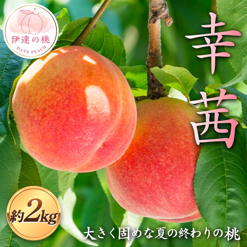 【2026年出荷分先行予約】福島県産 幸茜 約2kg (6～7玉) 佐藤 俊博 さちあかね 伊達の桃 桃 フルーツ 果物 もも モモ momo F21C-125 約2kg