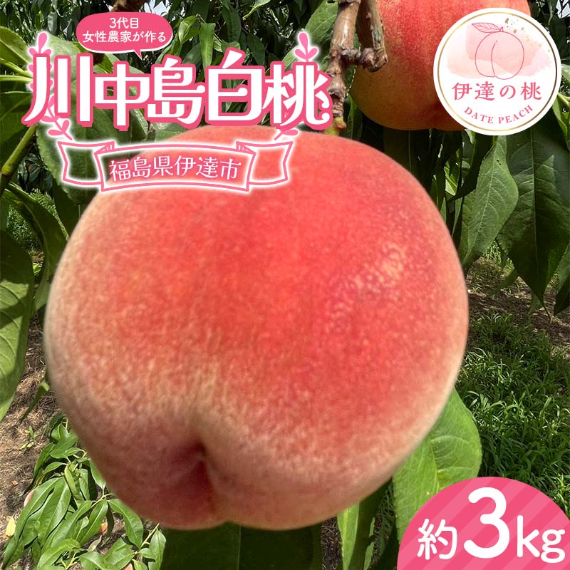 【2026年出荷分先行予約】福島県産 川中島白桃 約3kg (8～12玉) 小野農園 3代目の女性の農家が作る桃 伊達の桃 桃 フルーツ 果物 もも モモ momo F21C-130