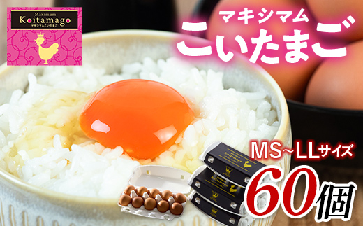 【TVで話題沸騰！】とにかく黄身が濃いたまご「マキシマムこいたまご」60個入り 伊達市 福島県 国産 MS～LLサイズ 卵 たまご 玉子 生卵 鶏卵 F21C-181 60個