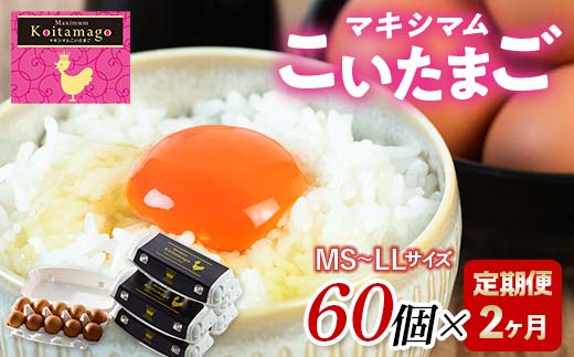 【TVで話題沸騰！】2か月定期便！とにかく黄身が濃いたまご「マキシマムこいたまご」60個入り 伊達市 福島県 国産 MS～LLサイズ 卵 たまご 玉子 生卵 鶏卵 F21C-193 60個×2か月定期便