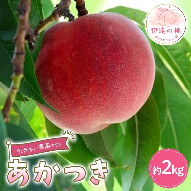【2026年出荷分先行予約】福島県産 あかつき 約2kg (6～8玉) 桃井あい農園 伊達の桃 桃 フルーツ 果物 もも モモ momo F21C-205 約2kg