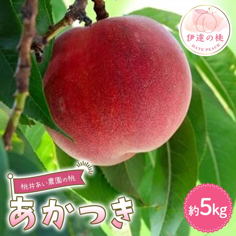 【2026年出荷分先行予約】福島県産 あかつき 約5kg (15～20玉) 桃井あい農園 伊達の桃 桃 フルーツ 果物 もも モモ momo F21C-207 約5kg