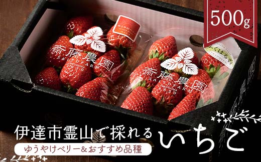＜2026年発送＞伊達市霊山で採れるいちご2種類詰め合わせ500g（ゆうやけベリー＆おすすめ品種） ゆうやけベリー とちおとめ ふくはる香 紅ほっぺ おいCベリー イチゴ 苺 いちご F21C-216