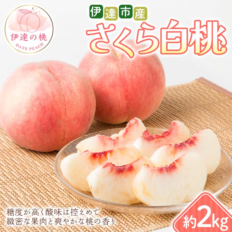 【2026年出荷分先行予約】福島県 伊達市産 さくら白桃 約2kg (4～7玉) 種まきうさぎ株式会社 伊達の桃 桃 フルーツ 果物 もも モモ momo  F21C-294 約2kg