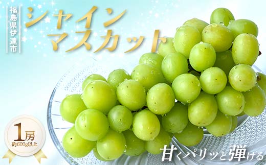 甘くパリッと弾ける シャインマスカット 約600g以上 1房 果物 ぶどう マスカット デザート 福島県 伊達市 F21C-421