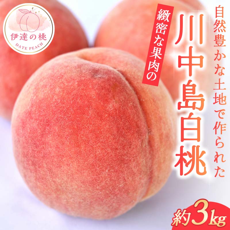 【2026年出荷分先行予約】福島県産 川中島白桃 約3kg 玉数はおまかせ はこざきフルーツ 伊達の桃 桃 フルーツ 果物 もも モモ momo  F21C-430 約3kg