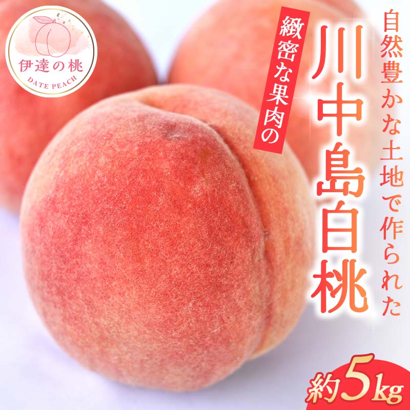 【2026年出荷分先行予約】福島県産 川中島白桃 約5kg 玉数はおまかせ はこざきフルーツ 伊達の桃 桃 フルーツ 果物 もも モモ momo  F21C-431 約5kg