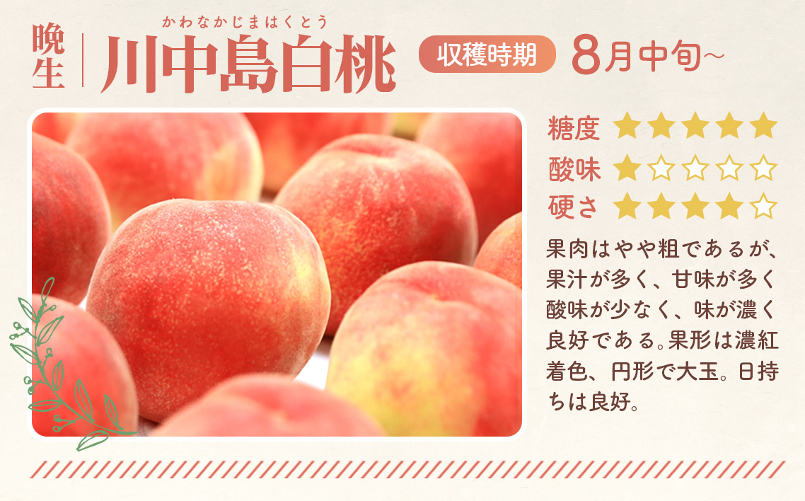 もも【川中島白桃・2026年産先行受付】特秀　3kg　桑折町産　JAふくしま未来　桃