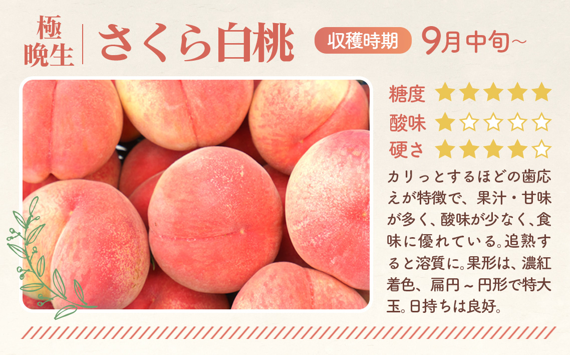 もも【さくら白桃・2026年産先行受付】特秀1.2kg　桑折町産　JAふくしま未来　桃