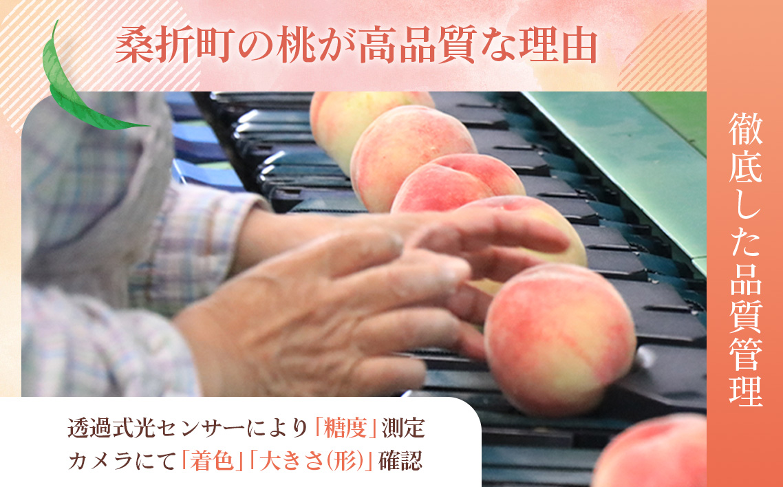 もも【あかつき・2026年産先行受付】特秀約3kg「献上桃の郷ブランド品」桑折町産　JAふくしま未来　桃